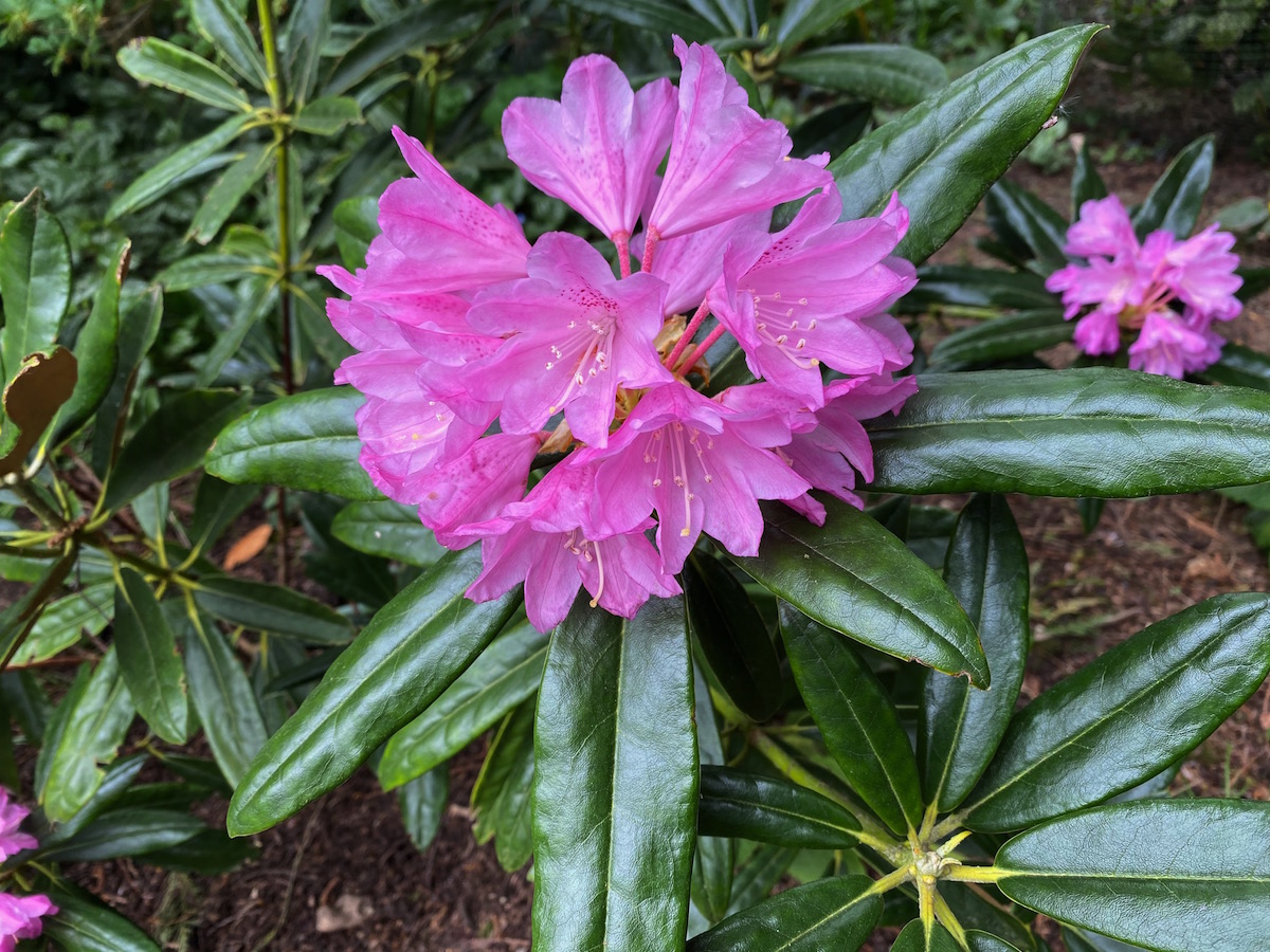 R. degronianum ssp. heptamerum var. heptamerum